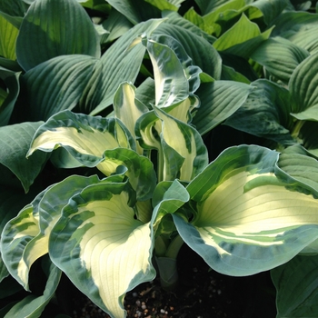 Hosta 'Golden Meadows' 