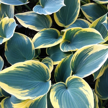 Hosta 'First Frost' 