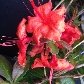 Rhododendron Exbury hybrid 'Arneson Gem' 