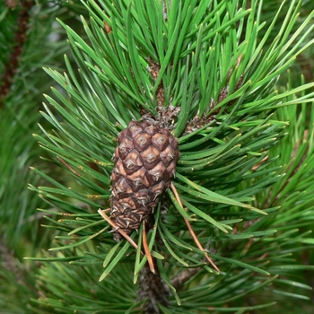 Abies lasiocarpa