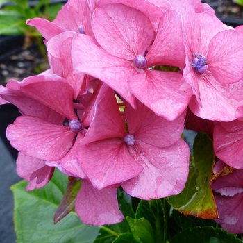 Hydrangea macrophylla 'Masja' 