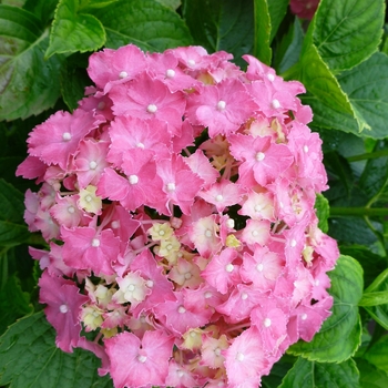 Hydrangea macrophylla 'Compacta' 