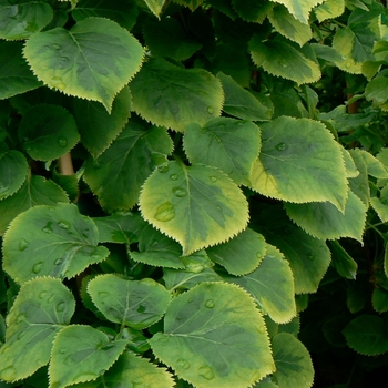 Hydrangea anomala petiolaris 'Miranda'