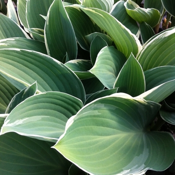 Hosta 'Tom Schmid' 