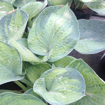 Hosta 'Tokudama Aureonebulosa' 