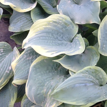 Hosta 'Secret Love' 