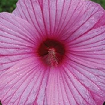 Hibiscus 'Pink Sprinkles' 