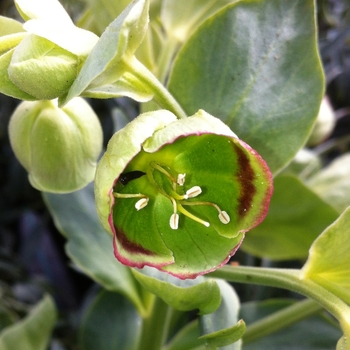 Helleborus foetidus