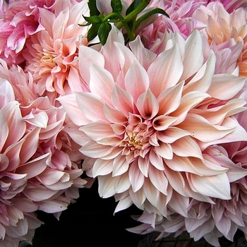 Dahlia 'Cafe au Lait' 