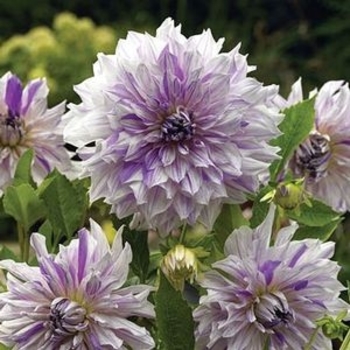 Dahlia 'Mom's Special' 