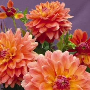 Dahlia 'Summer Sunset' 