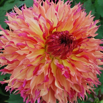 Dahlia 'Myrtle's Folly' 