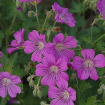 Geranium 'Sirak' 