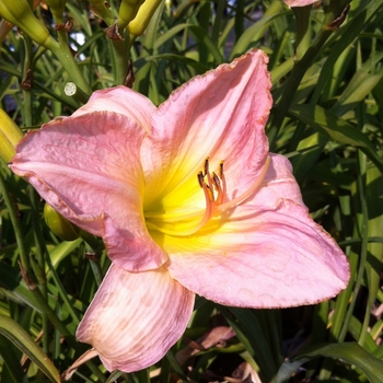 Hemerocallis 'Mariska' 