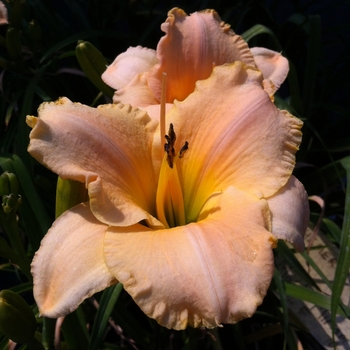 Hemerocallis 'Maid Miriam'