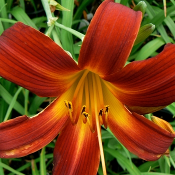 Hemerocallis 'Mabel Fuller' 