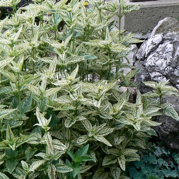 Heliopsis 'Loraine Sunshine'