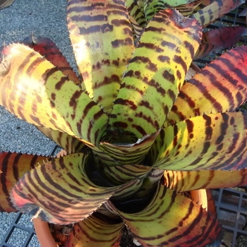 Neoregelia carcharodon 'Tiger' 