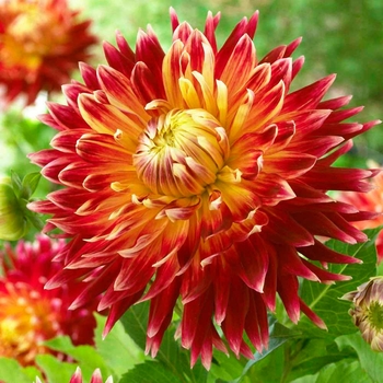 Dahlia 'Akita' 