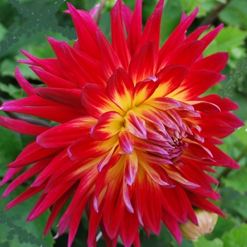 Dahlia 'Manhattan Island' 