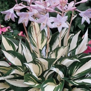 Hosta 'Reversed Patriot' 