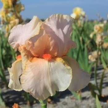 Iris germanica 'Apricot Silk' 