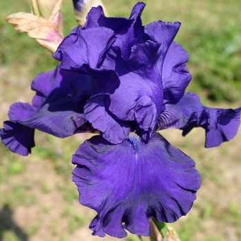 Iris germanica 'Blueberry Bliss' 