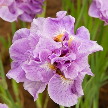 Iris sibirica 'Pink Parfait' 
