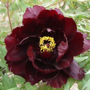 Paeonia suffruticosa 'Kaoukamon Maroon' 