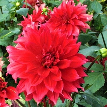 Dahlia 'Barbarossa' 