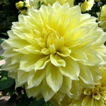 Dahlia 'Kelvin Floodlight' 