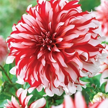 Dahlia 'Santa Clause' 