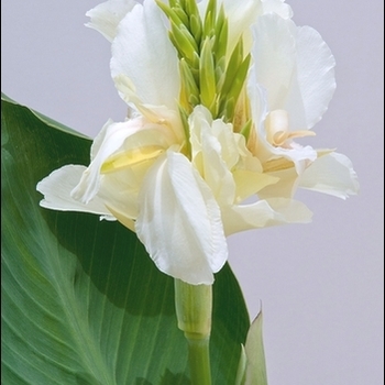 Canna 'Moonshine' 