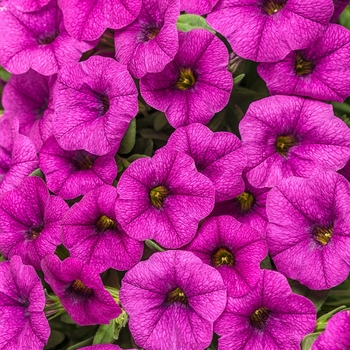 Calibrachoa 'Garden Rose' INTA06575