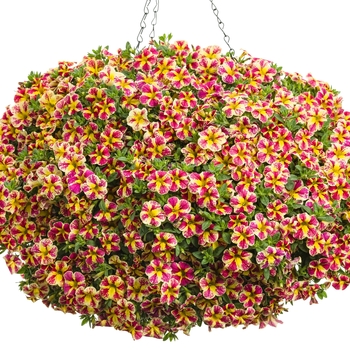 Calibrachoa Superbells® 'Holy Moly!®'