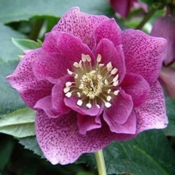 Helleborus 'Hir 190' PP23820