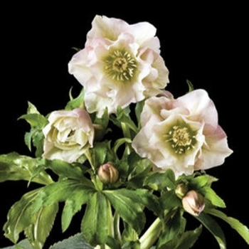 Helleborus 'Frilly Kitty' 