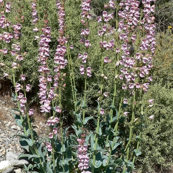 Penstemon palmeri