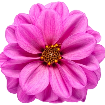 Dahlia variabilis Dahlightful® 'Lively Lavender'