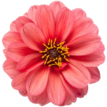 Dahlia variabilis Dahlightful® 'Sultry Scarlet'