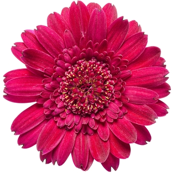 Gerbera 'Magentamen' 