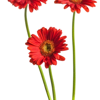 Gerbera Hello!™ 'Miss Scarlet'