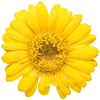 Gerbera 'Sunshine' 