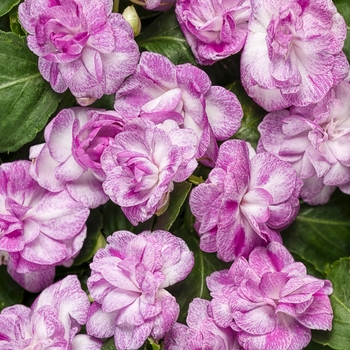 Impatiens walleriana Rockapulco® 'Wisteria'