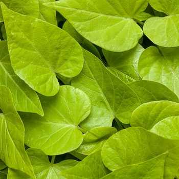 Ipomoea batatas Proven Accents® 'Sweet Caroline Sweetheart Lime'