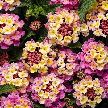 Lantana camara 'Pinkberry Blend' PPAF, Can PBRAF