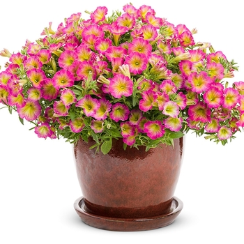 Petunia 'Daybreak Charm' 