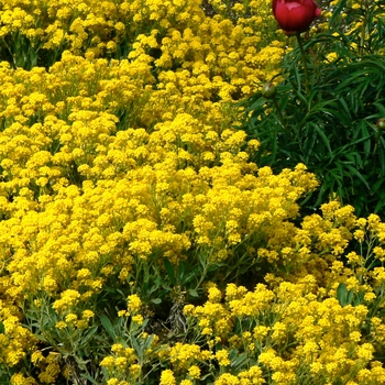 Alyssum saxatile 'Compacta'