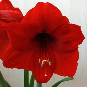 Amaryllis multiflora 'Red Garden' 