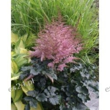 Astilbe 'Chocolate Kiss' 